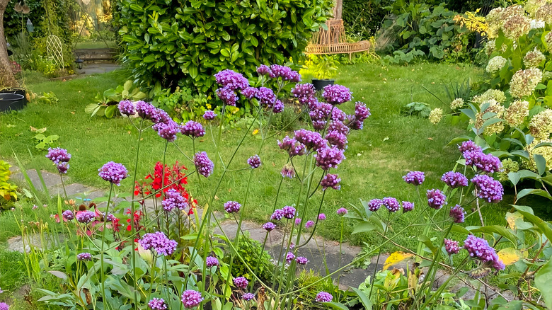Tall verbena plants and other flowers lining a garden pathway.