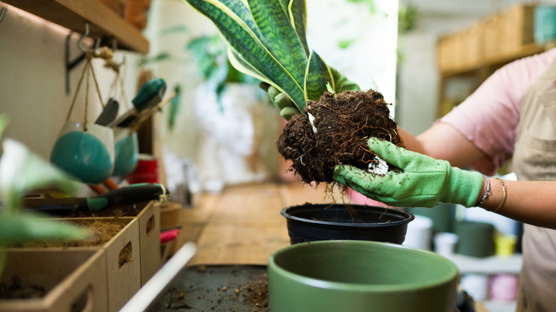 A woman holding an unpotted snake plant and inspecting its roots.