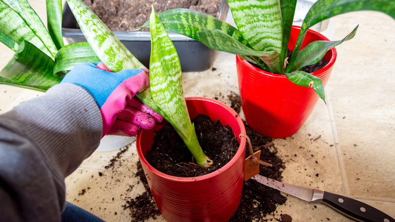 Transplanting a divided snake plant into a new pot.