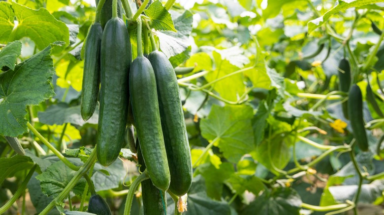 group of cucumbers growing