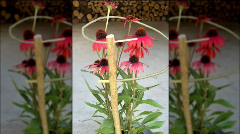 A potted coneflower plant is held up by a handmade wooden support.