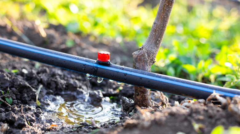 Drip irrigation system dropping water on sapling soil