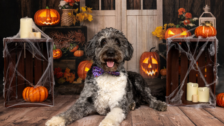 A dog sitting outside the front entrance of a home that's decorated for Halloween with candles, Jack-o-lanterns, and fake spider webs