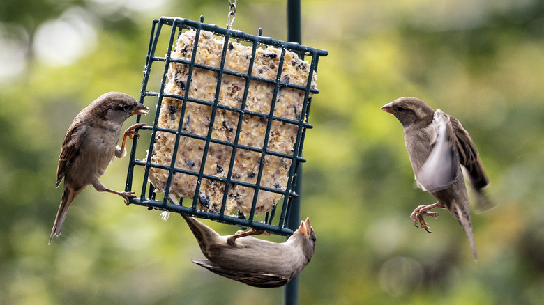 Birds feeding at suet cage