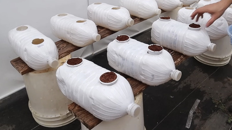 A DIY hydroponics setup made of spray-painted water bottles.