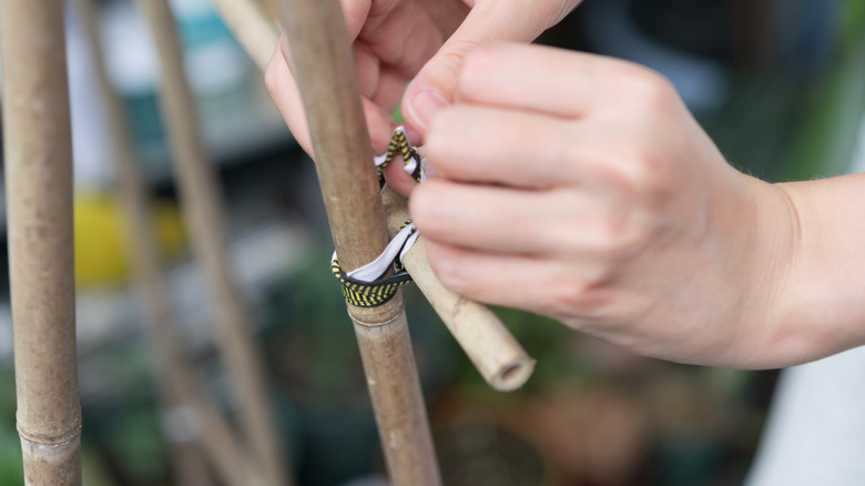 Gardener tying pieces of bamboo together
