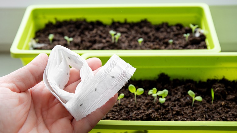 Hand holding seed tape