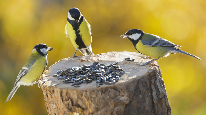 Birds at a stump covered in seeds