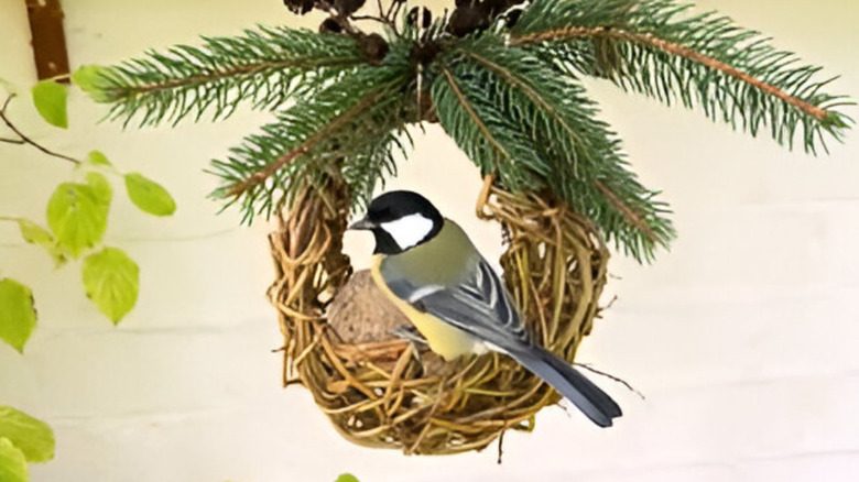 Bird sitting in woven feeder with pine twigs