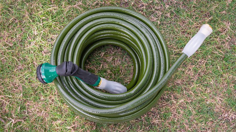 A garden hose coiled up in the grass