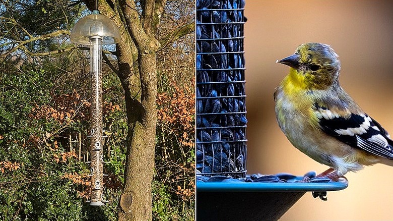 Bird seed stored in container