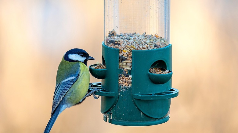 Bird at bird feeder that shows water droplets on the holder