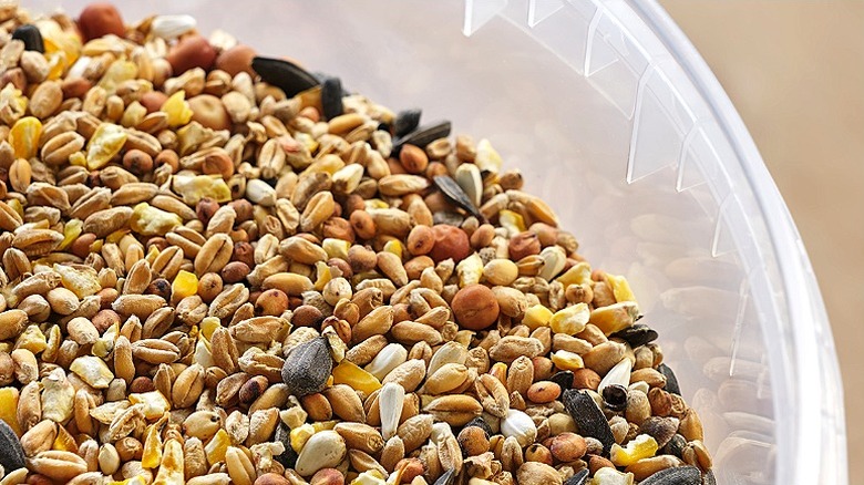 Bird seed stored in container