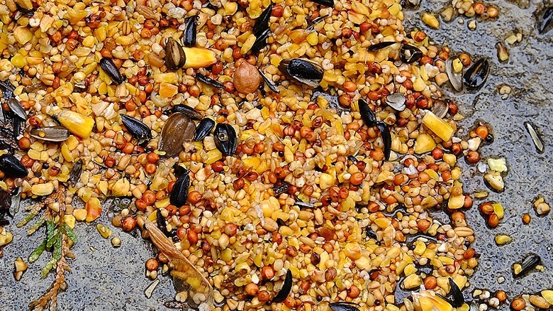 Close-up of wet bird seed on the ground outside