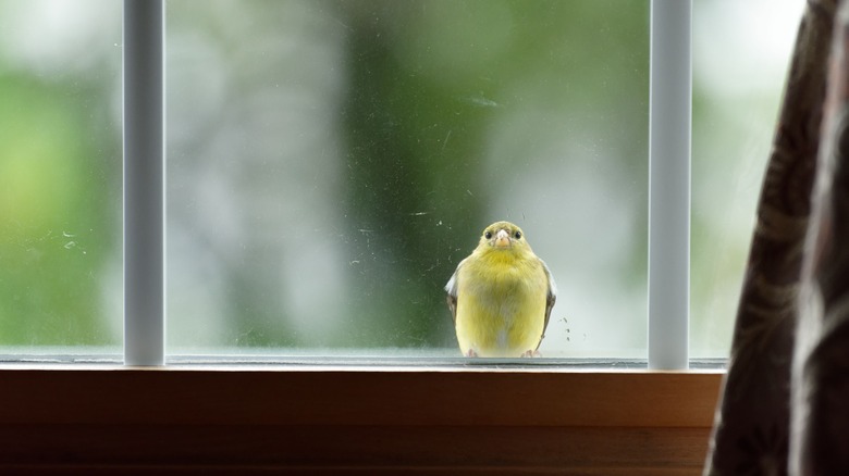 bird in window