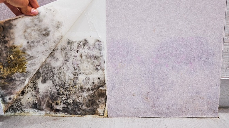 hand peeling up wallpaper with mold underneath