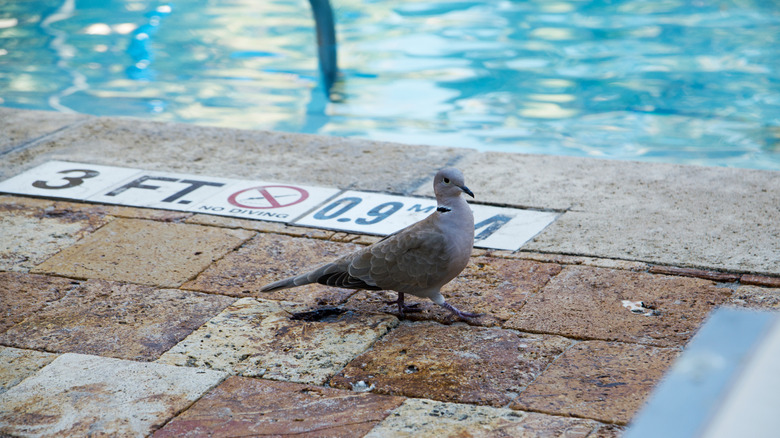 Bird sitting on pool deck