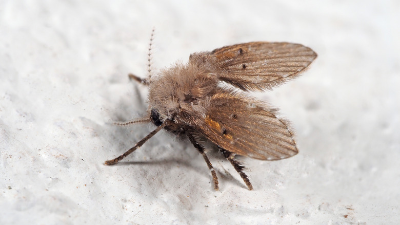 drain fly on white background