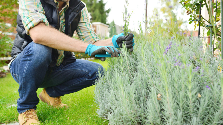A gardener using pruning shears to cut back a lavender plant