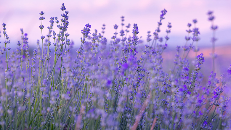 A closeup of gorgeous lavender blooms in a field