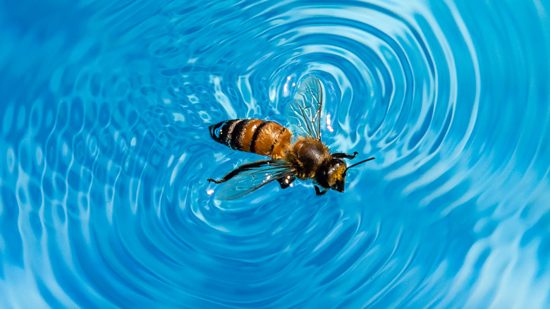 Bee floating in pool