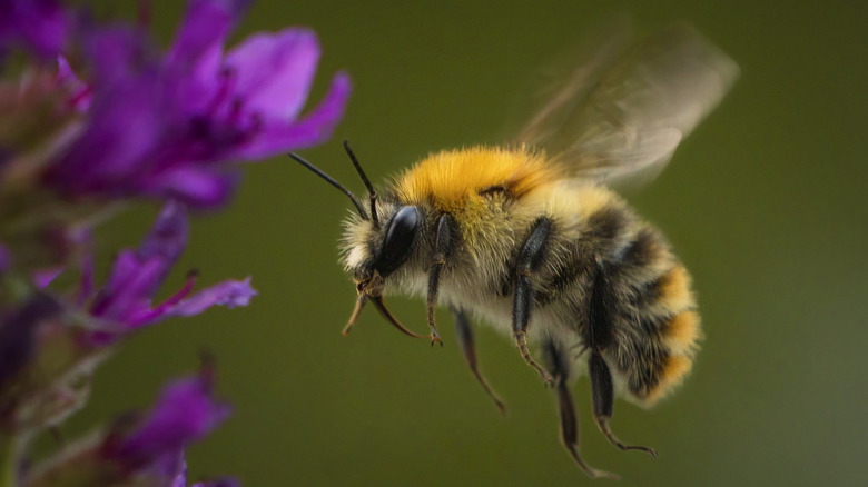 Bee flying near purple flower