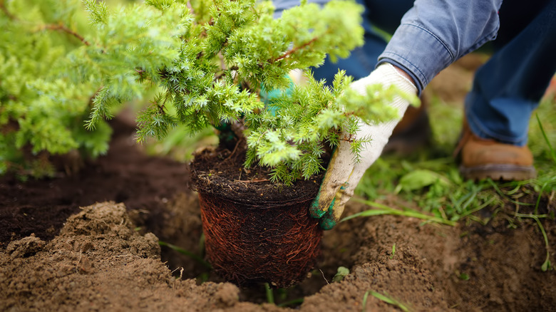Gardener planting small shrub