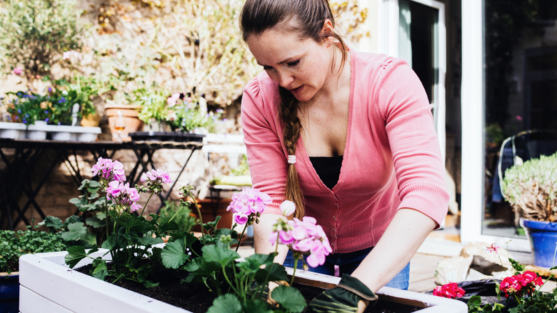 Person in a pink sweater planting geraniums in a container