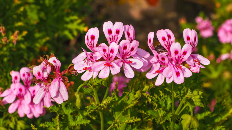 Pelargonium geranium with pink petals and green leaves