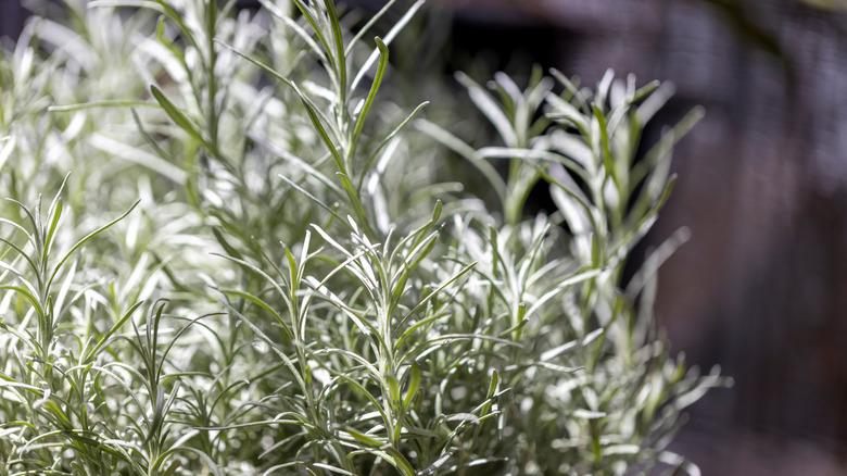 Closeup of green rosemary plant