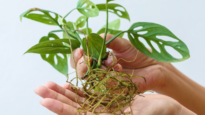 Monstera deliciosa propagation 