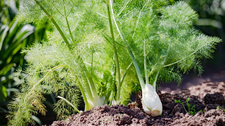 Fresh fennel growing the a garden, ready for harvest