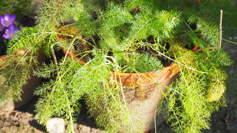Fennel growing in a terracotta pot