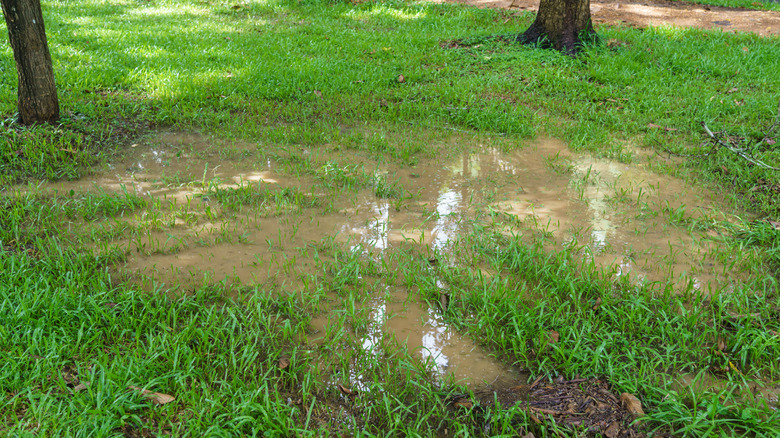 Standing water in backyard