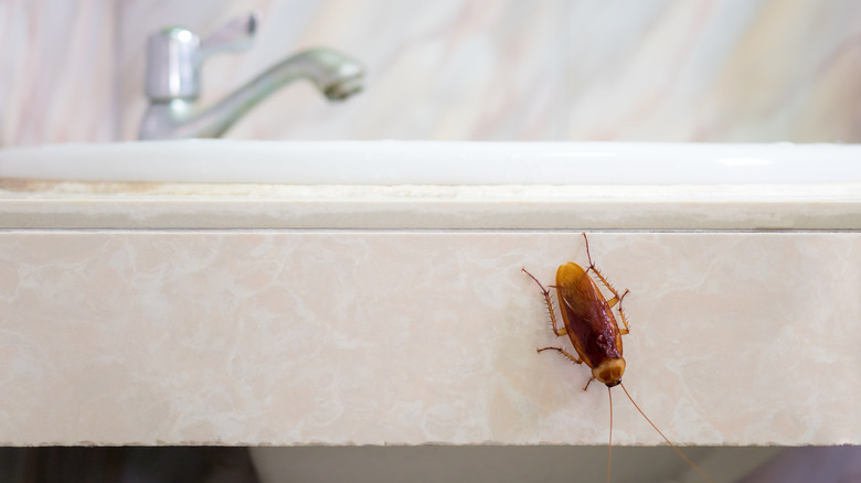 Water bug in bathroom