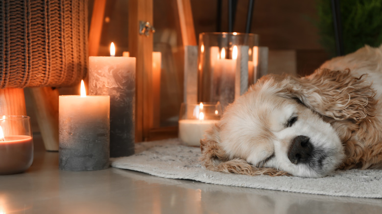 Candles on carpet beside a dog