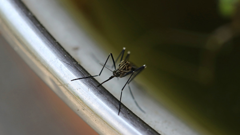 Mosquito at bird bath