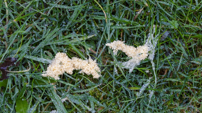 grass with slime mold