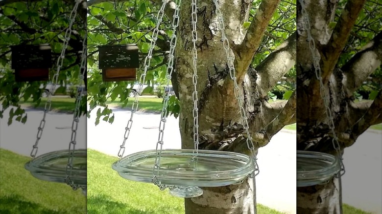 DIY birdbath from a casserole pot lid hanging in a tree ready for birds