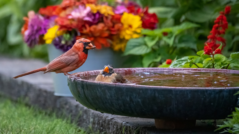 two birds enjoying a birdbath, one eating a bug, the other watching from the water, with colorful flowers in the background