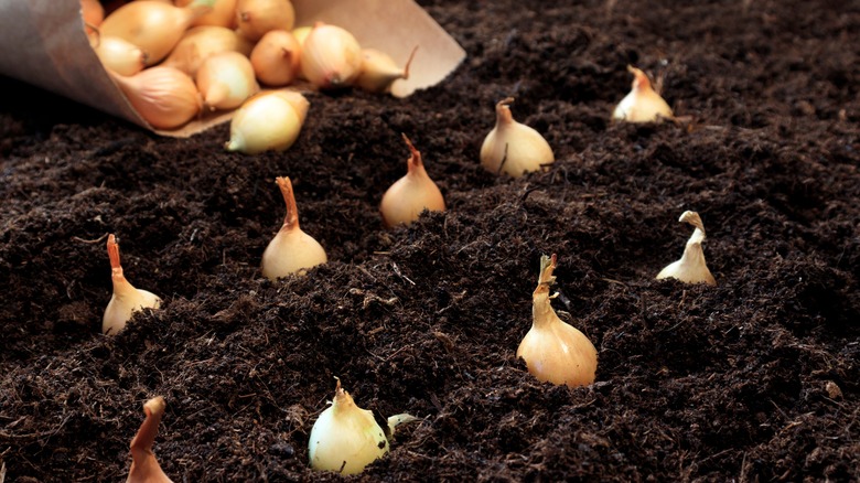 Onion bulbs planted in soil