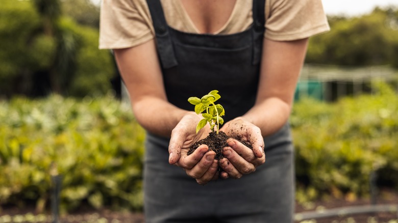 Person holding seedling