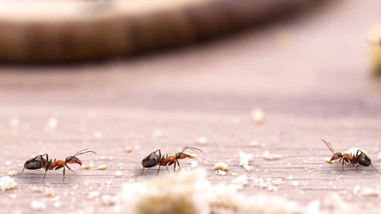 ants on table with crumbs