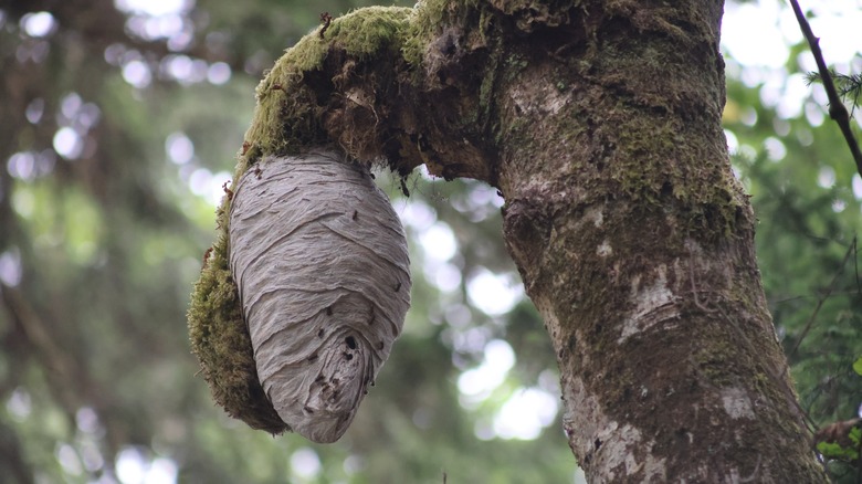 hornets nest hanging mossy tree