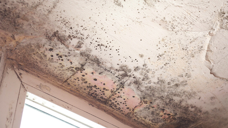 Mold on ceiling