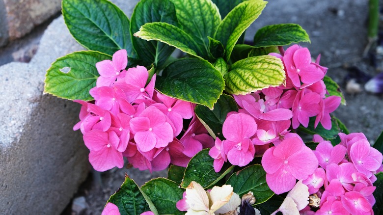 Discolored hydrangeas 