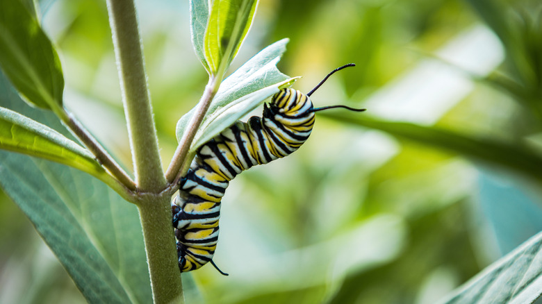 A monarch caterpillar feeds on a leaf while clinging to a milkweed stem.