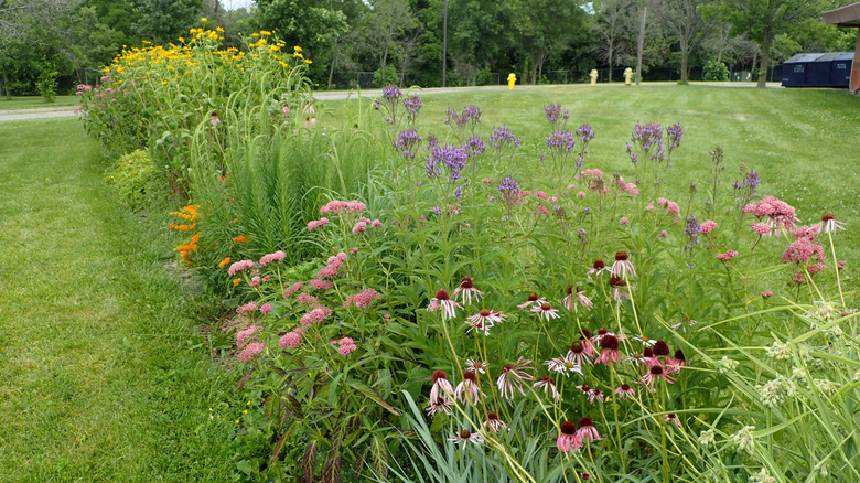 A strip of wildflowers between two sections of lawn.