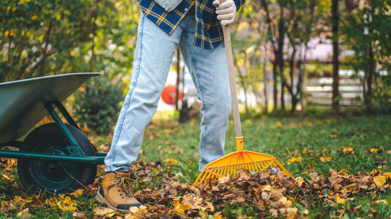 A person rakes leaves from the lawn in their backyard in the fall.