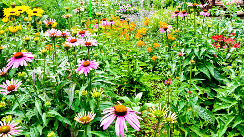 A chaotic garden bed full of color flowering native plants.